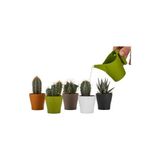 Egzotik Bahçe Egzotikbahçe Dekoratif Kaktüs Sukulent Saksısı 5 Farklı Renk- 6cm