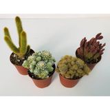 Egzotik Bahçe Egzotikbahçe Kaktüs Set 4’lü Büyük Boy 8,5cm Saksıda - Yok