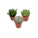 EGZOTİKBAHÇE 3 Adet Özel Sukulent Çeşitleri - Echeveria Çeşitleri 5,5cm Saksıda