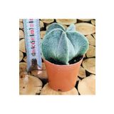 EGZOTİKBAHÇE Astrophytum Myriostigma M. Sarı Çiçek Açan Benekli Nadir Tür Kaktüs