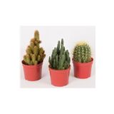 EGZOTİKBAHÇE Büyük Boy 3'lü Kaktüs Set 8,5cm Saksıda