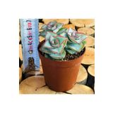 Egzotikbahçe Crassula Conjuncta Succulent Katlı Büyüyen Nadir Sukulent Bitkisi