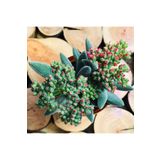 EGZOTİKBAHÇE Crassula Mesembryanthemoides Succulent Tüylü Çiçek Açan Sukulent