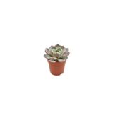 EGZOTİKBAHÇE Echeveria Metalica - Gri Renkli Gül Formunda Sukulent