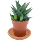 Egzotikbahçe Haworthia Limifolia Büyük Boy Çap 8.5