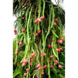 Ejder Meyvesi Ağacı Fidanı Kırmızı 3 Adet 15 Cm Köksüz Çelik Saksısız, Pitaya Fidanı, Dragon Fidesi
