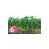 ejdercim Ejder Meyvesi (PİTAYA) Fidanı 5 Âdet 20-40 Cm Boylarında
