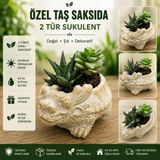 Ejderha Figürlü Taş Saksıda 2 Tür Canlı Sukulent Bitki