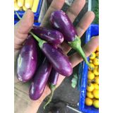 Eko Paket 25 Adet Tohum İthal Thailand Mini Kemer Patlıcan Tohumu