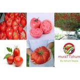 Eko Paket 5 Farklı Domates Tohumu + Bonsai Ağacı Toh