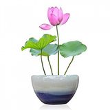 Eko Paket 5 Tohum Ithal Lotus Tohumu Nilüfer Lotus Çiçeği Zambak