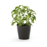 Eko Paket 50 Tohum İthal Stevia Şeker Otu Tohumu Stevia Tohumu
