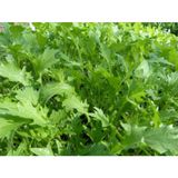 Eko Paket Bahçe Teresi Tohumu Garden Cress 350Tohum+ Toh