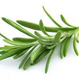 Eko Paket Biberye Tohumu Rosmarınus Tohumu 120 Tohum+Hediye Tohum