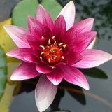 Eko Paket Lotus Çiçeği Tohum Nilüfer Çiçeği Tohumu 10 Tohum Hediye