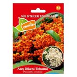Ekodoğa Ateş Dikeni Tohumu 1 Paket (100 Adet) Ateş Dikeni Bitkisi Tohumu Pyracantha Coccinea Ağaç Tohumu