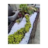 Ekodoğa Beyaz Dolomit Taş 25 Kg 2 4 Cm Dere Çakıl Taşı Bahçe Süs Saksı Teraryum Akvaryum
