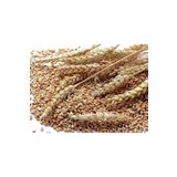 Ekodoğa Buğday 15 Kg Doğal Buğday Hormonsuz Ilaçsız Buğday Tavuk Yemi Güvercin Yemi Buğday Tohumu