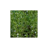 Ekodoğa Dağ Kekiği Tohumu 10 Gram Zahter Otu Kekik Tıbbi Aromatik Bitki Tohumları
