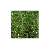 Ekodoğa Dağ Kekiği Tohumu 10 Gram Zahter Otu Kekik Tohumu Tıbbi Aromatik Bitki Tohumları
