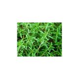 Ekodoğa Dağ Kekiği Tohumu 100 Gram Zahter Otu Kekik Tıbbi Aromatik Bitki Tohumları
