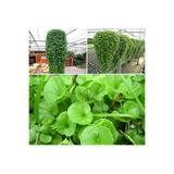 Ekodoğa Fare Kulağı Tohumu 250 Gr Çim Tohumu Yer Örtücü Yayılıcı Çim Dichondra Repens Fare Kulağı Çimi