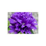 Ekodoğa Kadeh Çiçeği Çan Tohumu 1 Paket 100 Adet Tohum Doğal Çiçek Organik