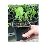 Ekodoğa Kare Saksı 25 Adet 8X8X9 Cm Vakum Saksı Ucuz Saksı Üretim Saksısı Fide Saksısı Siyah Saksı