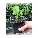 Ekodoğa Kare Saksı 25 Adet 8X8X9 Cm Vakum Ucuz Üretim Saksısı Fide Siyah