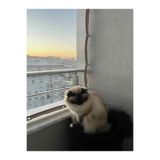 Ekodoğa Kuş Filesi 1,20x1,50 m Balkon Filesi Misina File Kedi Koruma Filesi
