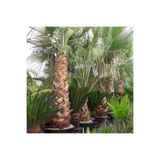 Ekodoğa Palmiye Tohumu 5 Adet Ağacı Washingtonia Filifera Süs Bitkileri Tohumları Ağaç