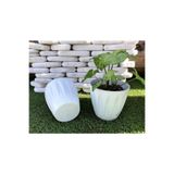Ekodoğa Papatya Saksı 5 Adet 0,7 Lt Beyaz Renkli Saksı Plastik Saksı Çiçek Saksısı Tabaklı Saksı