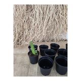 Ekodoğa Üretim Saksı 10 Adet 5,5x5 cm Siyah Kaktüs Sukulent Plastik Küçük Saksı