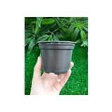 Ekodoğa Vakum Saksı 40 Adet 9x7 cm 0,29 Lt Gri Plastik Saksı Fide Üretim Saksısı