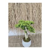 Ekodoğa Yapay Bonsai Ağacı, 35 cm, Beyaz Saksıda, Gerçek Dekoratif Gövde