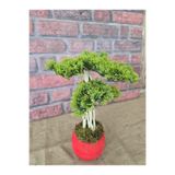 Ekodoğa Yapay Bonsai Ağacı, 35 Cm, Gerçek Dekoratif Gövde, Kırmızı Saksı, Kırmızı Saksıda