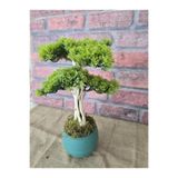 Ekodoğa Yapay Bonsai Ağacı, 35 cm, Gerçek Dekoratif Gövde, Yeşil Saksıda