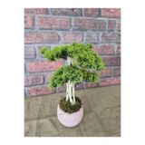 Ekodoğa Yapay Bonsai Ağacı, 35 cm, Pembe Saksıda, Gerçek Dekoratif Gövde