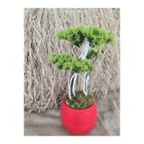 Ekodoğa Yapay Bonsai Ağacı, 40 cm, Gerçek Doğal Gövde, Kırmızı Saksı