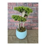 Ekodoğa Yapay Bonsai Ağacı, 40 cm, Gerçek Doğal Gövde, Turkuaz Saksı