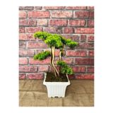 Ekodoğa Yapay Bonsai Ağacı, 45 cm, Gerçek Dekoratif Gövde, Beyaz Saksıda
