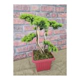 Ekodoğa Yapay Bonsai Ağacı, 45 cm, Gerçek Dekoratif Gövde, Kırmızı Saksıda