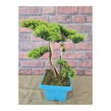 Ekodoğa Yapay Bonsai Ağacı, 45 cm, Gerçek Dekoratif Gövde, Turkuaz Saksı