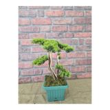Ekodoğa Yapay Bonsai Ağacı, 45 cm, Gerçek Dekoratif Gövde, Yeşil Saksıda