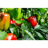 Eks Ticaret Agrodal Tarım Ata Tohumu Yerli Hatay Acı Dolma Biberi Tohum