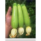 Eks Ticaret Agrodal Tarim Ata Tohumu Yerli Kabak Tohumu Tohum