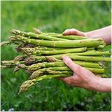 Eks Ticaret Agrodal Tarim Ata Tohumu Yerli Kuşkonmaz Tohumu (Asparagus) Tohum