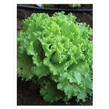 Eks Ticaret Agrodal Tarim Ata Tohumu Yerli Marul Arapsaçı Tohum