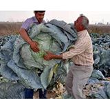 Eks Ticaret Agrodal Tarim Ata Tohumu Yerli Meşhur Elbistan Lahanası 1 Gr Yaklaşık 200 Tohum