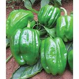 Eks Ticaret Agrodal Tarım Ata Tohumu Yöresel Dolma Biber Antep Tohum